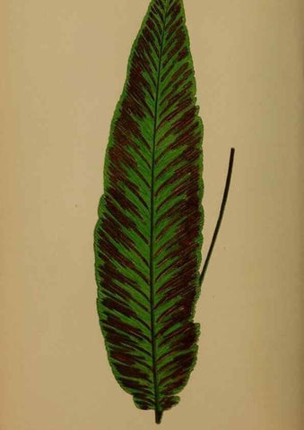 Reproducción/Reproduction 49627153032: Ferns: British and exotic.... London,Groombridge and Sons,1856-60.. 