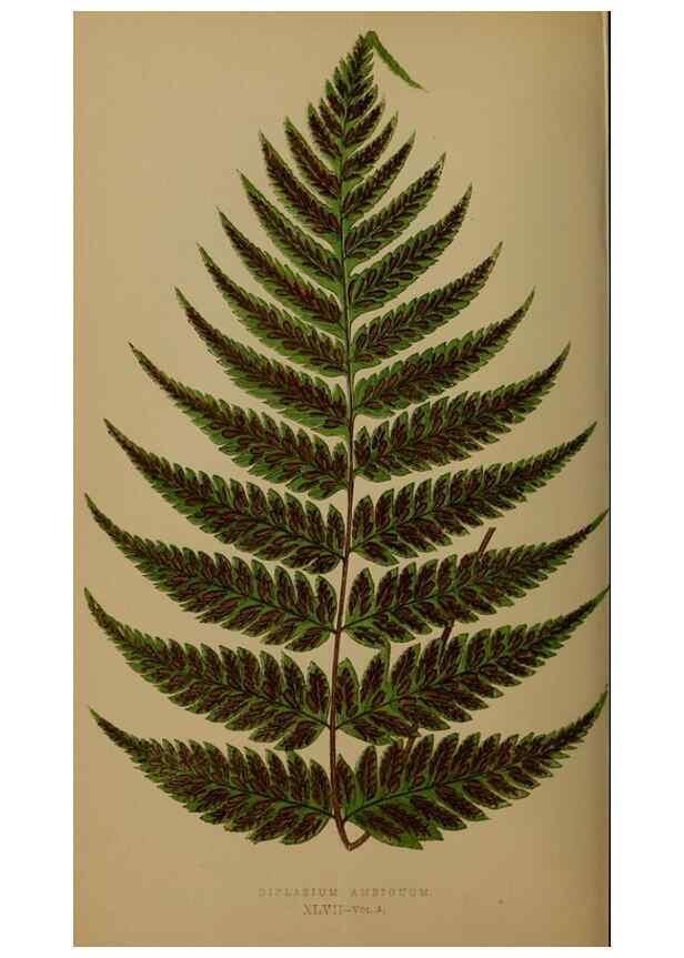 Reproducción/Reproduction 49626363118: Ferns: British and exotic.... London,Groombridge and Sons,1856-60.. 