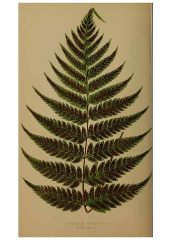Reproducción/Reproduction 49626363118: Ferns: British and exotic.... London,Groombridge and Sons,1856-60.. 