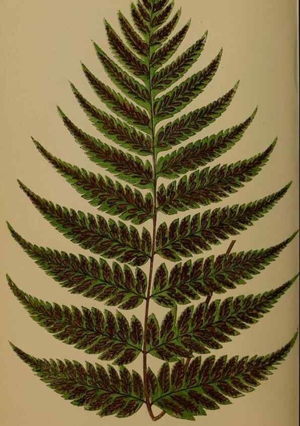 Reproducción/Reproduction 49626363118: Ferns: British and exotic.... London,Groombridge and Sons,1856-60.. 