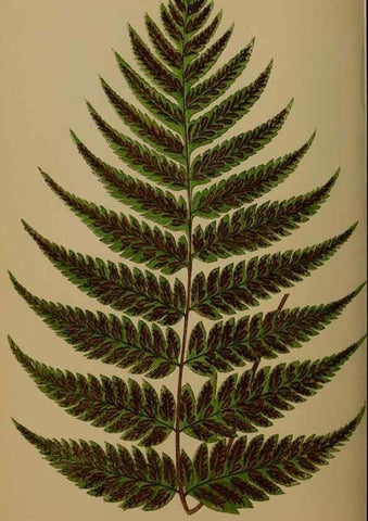 Reproducción/Reproduction 49626363118: Ferns: British and exotic.... London,Groombridge and Sons,1856-60.. 
