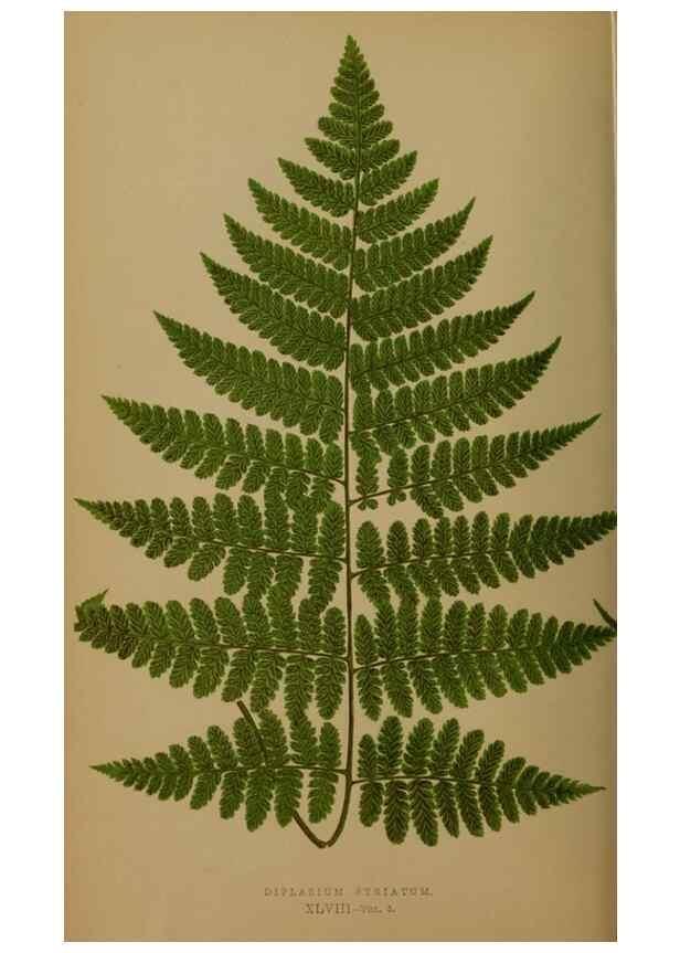 Reproducción/Reproduction 49626881281: Ferns: British and exotic.... London,Groombridge and Sons,1856-60.. 