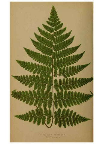 Reproducción/Reproduction 49626881281: Ferns: British and exotic.... London,Groombridge and Sons,1856-60.. 