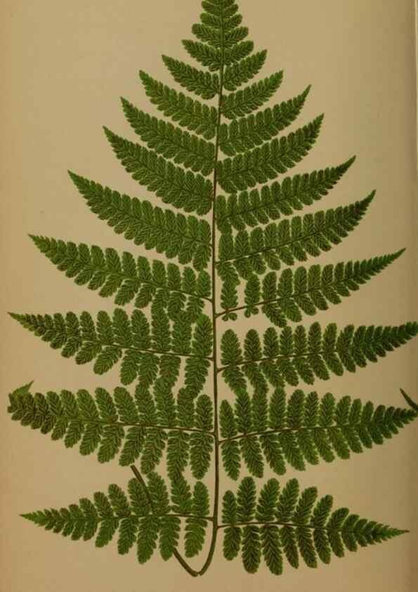 Reproducción/Reproduction 49626881281: Ferns: British and exotic.... London,Groombridge and Sons,1856-60.. 