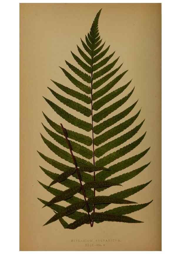 Reproducción/Reproduction 49627153722: Ferns: British and exotic.... London,Groombridge and Sons,1856-60.. 