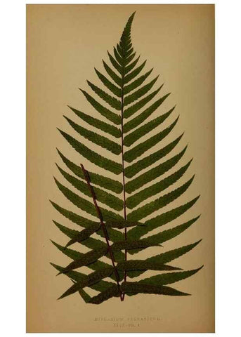 Reproducción/Reproduction 49627153722: Ferns: British and exotic.... London,Groombridge and Sons,1856-60.. 