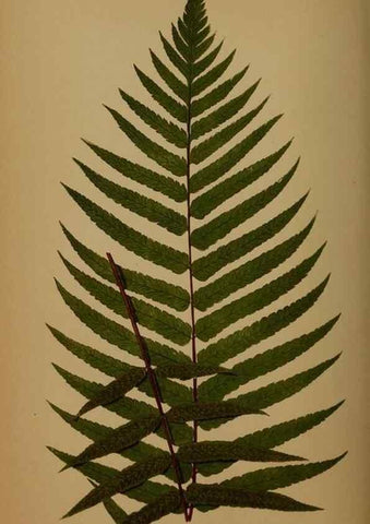 Reproducción/Reproduction 49627153722: Ferns: British and exotic.... London,Groombridge and Sons,1856-60.. 