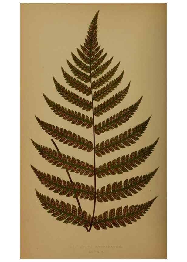 Reproducción/Reproduction 49626881811: Ferns: British and exotic.... London,Groombridge and Sons,1856-60.. 