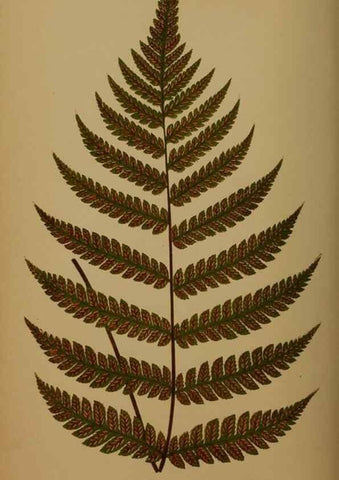 Reproducción/Reproduction 49626881811: Ferns: British and exotic.... London,Groombridge and Sons,1856-60.. 
