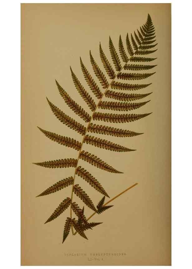 Reproducción/Reproduction 49626363958: Ferns: British and exotic.... London,Groombridge and Sons,1856-60.. 
