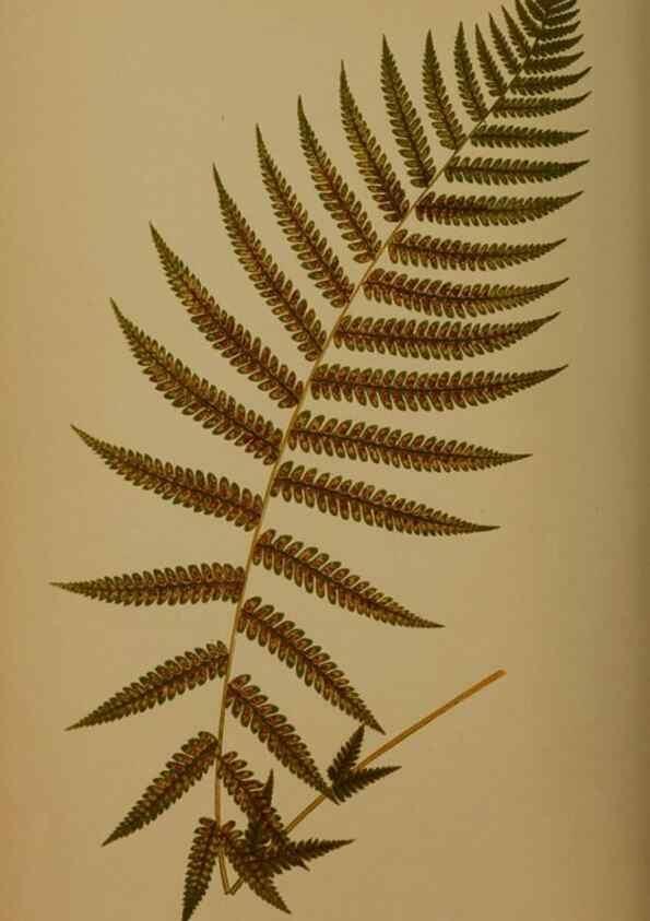 Reproducción/Reproduction 49626363958: Ferns: British and exotic.... London,Groombridge and Sons,1856-60.. 