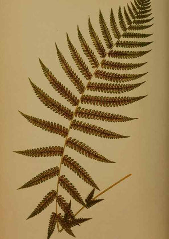 Reproducción/Reproduction 49626363958: Ferns: British and exotic.... London,Groombridge and Sons,1856-60.. 