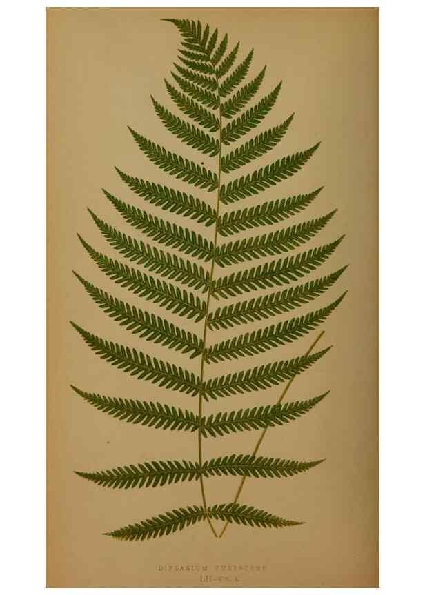 Reproducción/Reproduction 49626364248: Ferns: British and exotic.... London,Groombridge and Sons,1856-60.. 