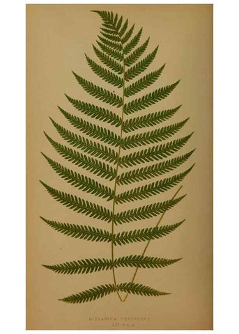 Reproducción/Reproduction 49626364248: Ferns: British and exotic.... London,Groombridge and Sons,1856-60.. 