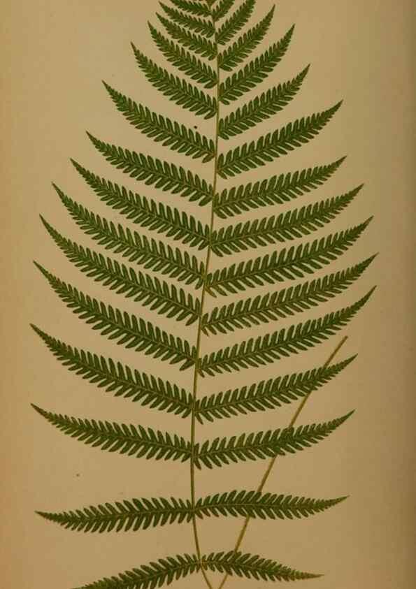Reproducción/Reproduction 49626364248: Ferns: British and exotic.... London,Groombridge and Sons,1856-60.. 