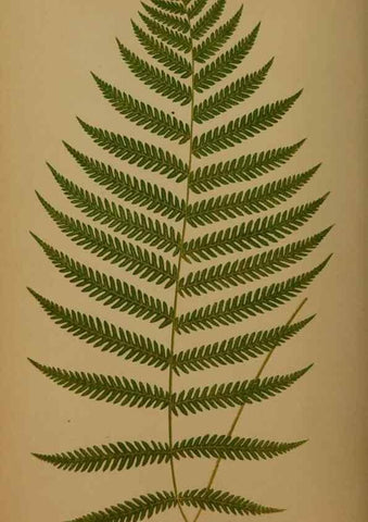 Reproducción/Reproduction 49626364248: Ferns: British and exotic.... London,Groombridge and Sons,1856-60.. 