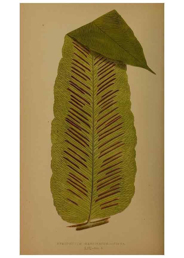Reproducción/Reproduction 49626882541: Ferns: British and exotic.... London,Groombridge and Sons,1856-60.. 