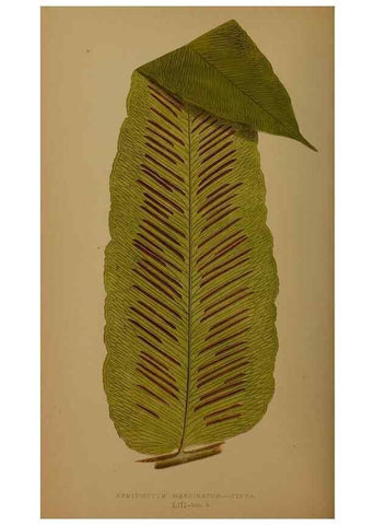 Reproducción/Reproduction 49626882541: Ferns: British and exotic.... London,Groombridge and Sons,1856-60.. 