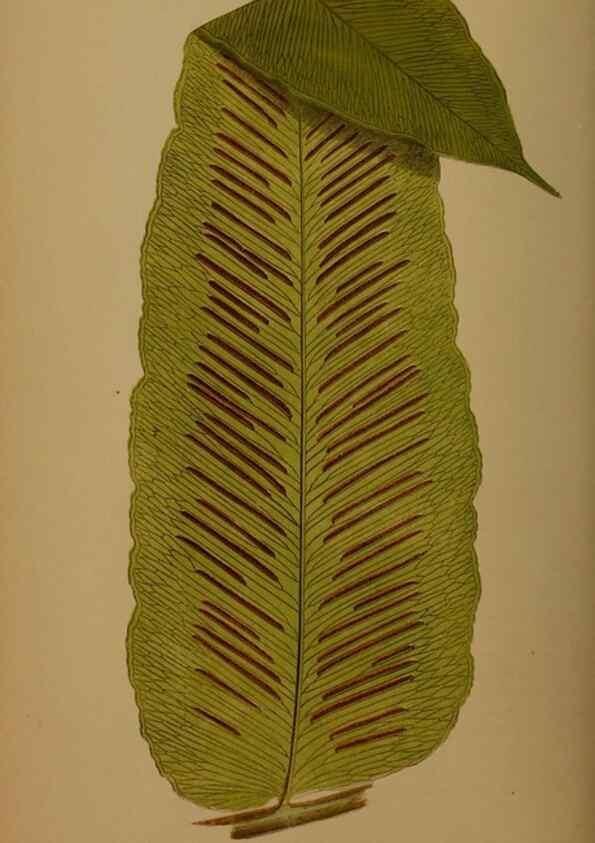 Reproducción/Reproduction 49626882541: Ferns: British and exotic.... London,Groombridge and Sons,1856-60.. 