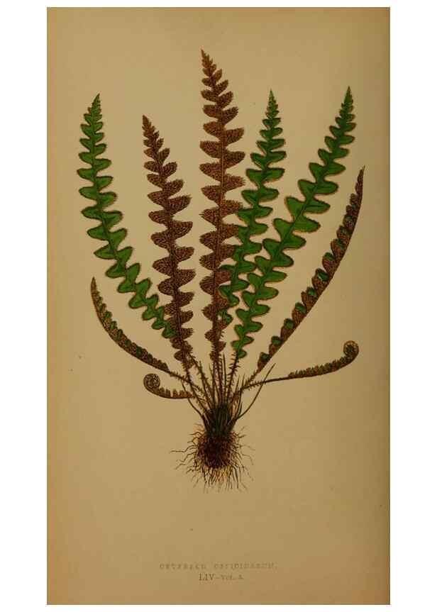 Reproducción/Reproduction 49626364638: Ferns: British and exotic.... London,Groombridge and Sons,1856-60.. 