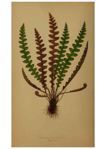 Reproducción/Reproduction 49626364638: Ferns: British and exotic.... London,Groombridge and Sons,1856-60.. 