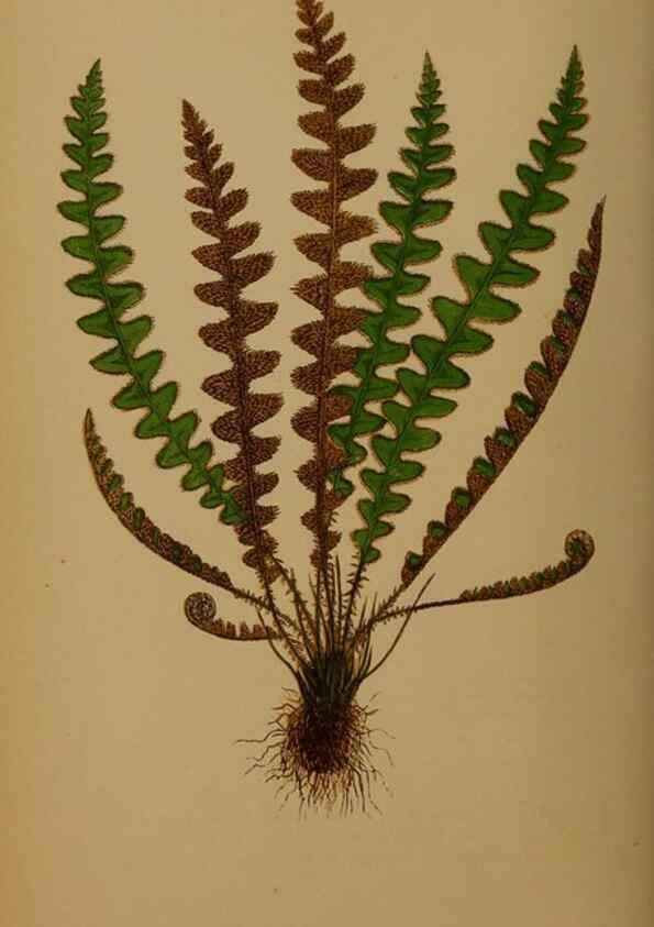 Reproducción/Reproduction 49626364638: Ferns: British and exotic.... London,Groombridge and Sons,1856-60.. 