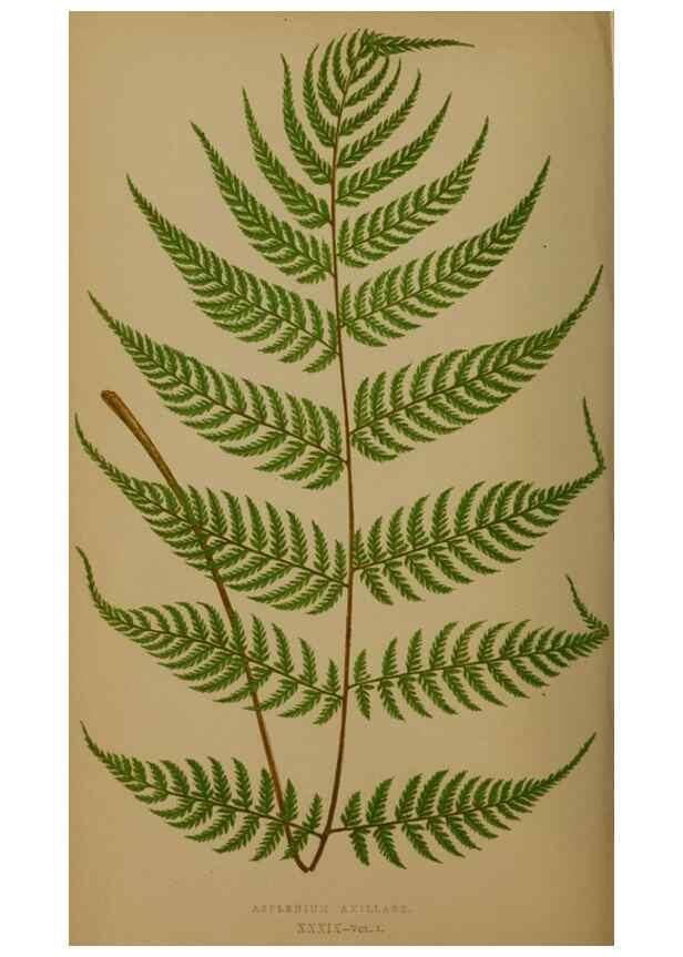 Reproducción/Reproduction 49626361243: Ferns: British and exotic.... London,Groombridge and Sons,1856-60.. 