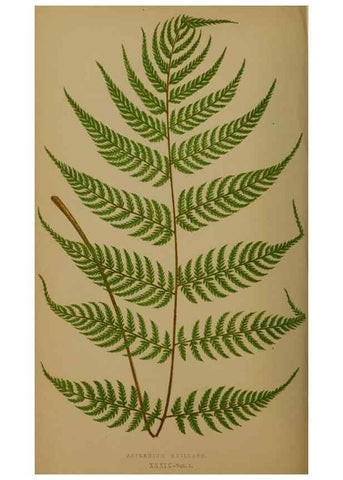 Reproducción/Reproduction 49626361243: Ferns: British and exotic.... London,Groombridge and Sons,1856-60.. 