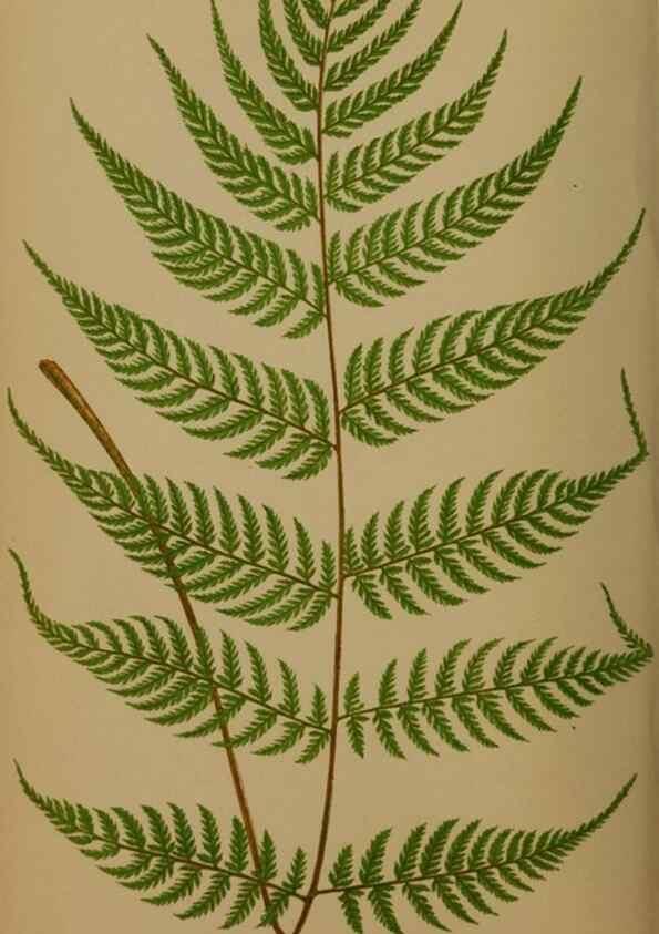 Reproducción/Reproduction 49626361243: Ferns: British and exotic.... London,Groombridge and Sons,1856-60.. 