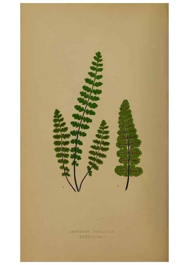 Reproducción/Reproduction 49626360968: Ferns: British and exotic.... London,Groombridge and Sons,1856-60.. 