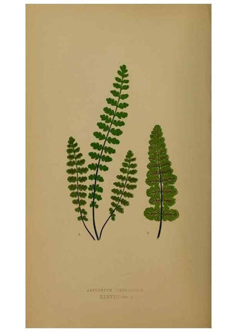 Reproducción/Reproduction 49626360968: Ferns: British and exotic.... London,Groombridge and Sons,1856-60.. 