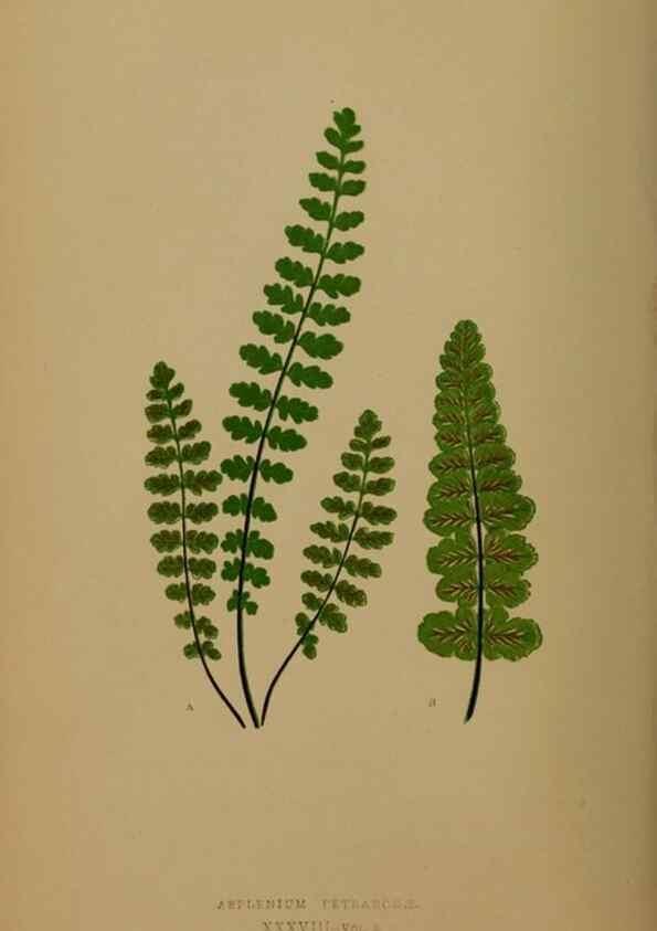 Reproducción/Reproduction 49626360968: Ferns: British and exotic.... London,Groombridge and Sons,1856-60.. 