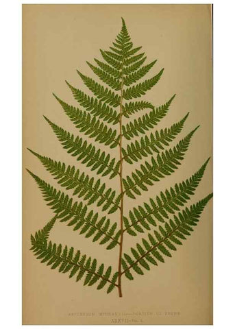Reproducción/Reproduction 49626878491: Ferns: British and exotic.... London,Groombridge and Sons,1856-60.. 