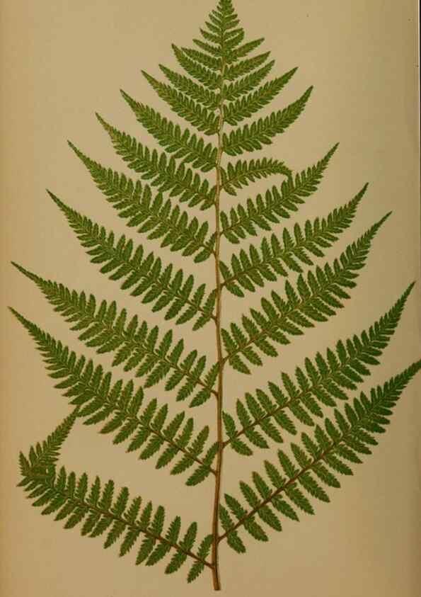 Reproducción/Reproduction 49626878491: Ferns: British and exotic.... London,Groombridge and Sons,1856-60.. 