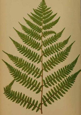 Reproducción/Reproduction 49626878491: Ferns: British and exotic.... London,Groombridge and Sons,1856-60.. 