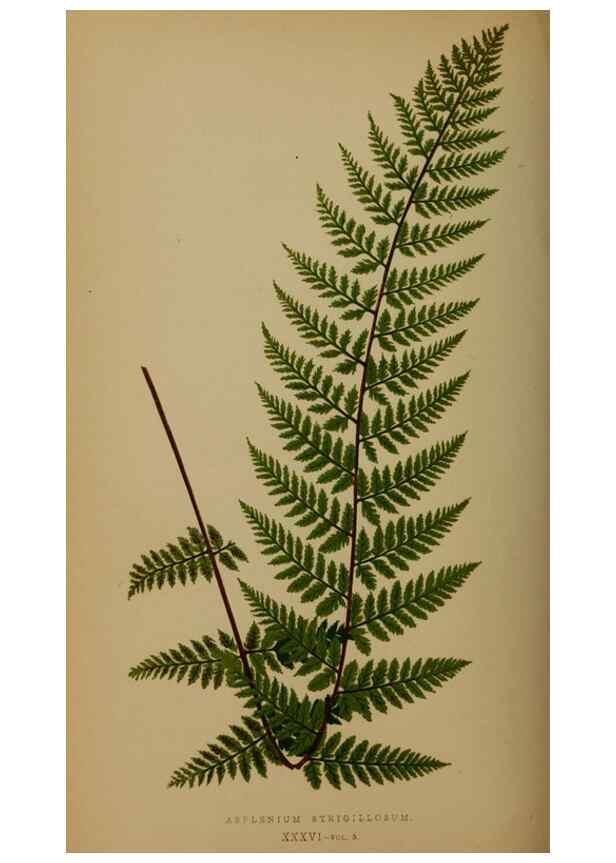 Reproducción/Reproduction 49626878291: Ferns: British and exotic.... London,Groombridge and Sons,1856-60.. 