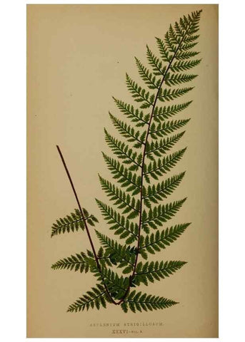 Reproducción/Reproduction 49626878291: Ferns: British and exotic.... London,Groombridge and Sons,1856-60.. 