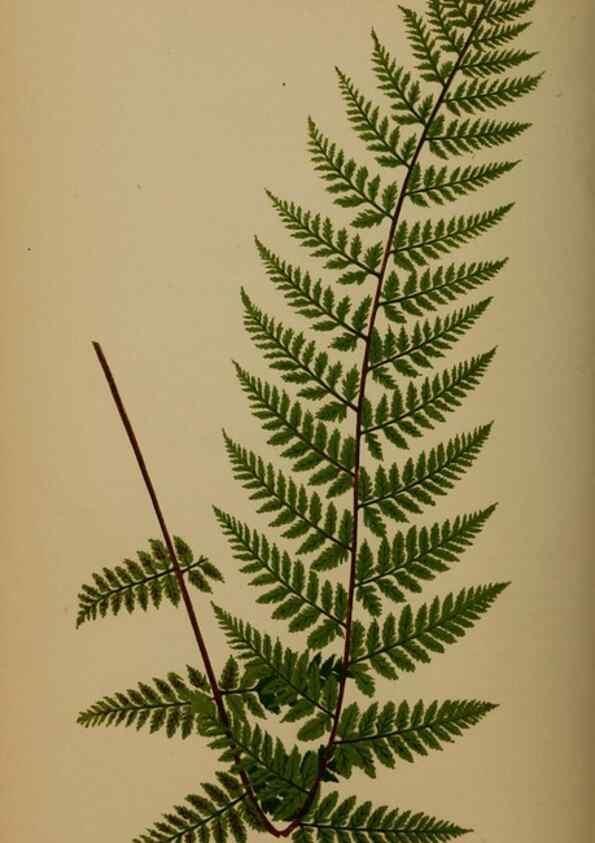 Reproducción/Reproduction 49626878291: Ferns: British and exotic.... London,Groombridge and Sons,1856-60.. 