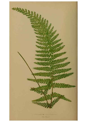 Reproducción/Reproduction 49626874241: Ferns: British and exotic.... London,Groombridge and Sons,1856-60.. 