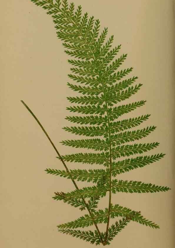 Reproducción/Reproduction 49626874241: Ferns: British and exotic.... London,Groombridge and Sons,1856-60.. 