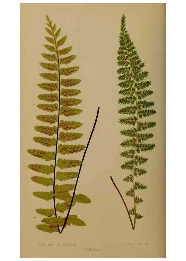 Reproducción/Reproduction 49626874426: Ferns: British and exotic.... London,Groombridge and Sons,1856-60.. 