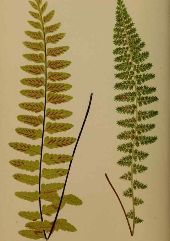 Reproducción/Reproduction 49626874426: Ferns: British and exotic.... London,Groombridge and Sons,1856-60.. 