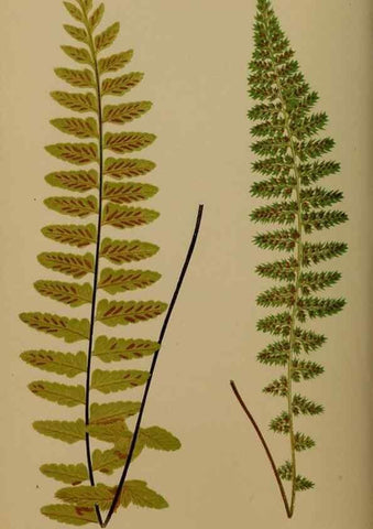 Reproducción/Reproduction 49626874426: Ferns: British and exotic.... London,Groombridge and Sons,1856-60.. 