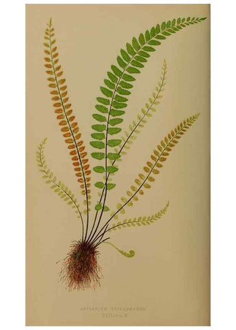 Reproducción/Reproduction 49627147352: Ferns: British and exotic.... London,Groombridge and Sons,1856-60.. 