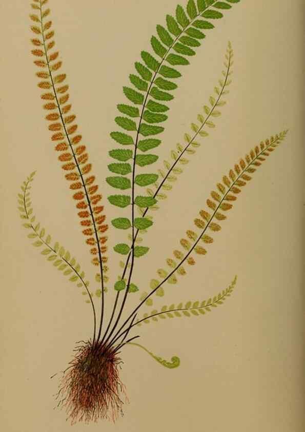 Reproducción/Reproduction 49627147352: Ferns: British and exotic.... London,Groombridge and Sons,1856-60.. 