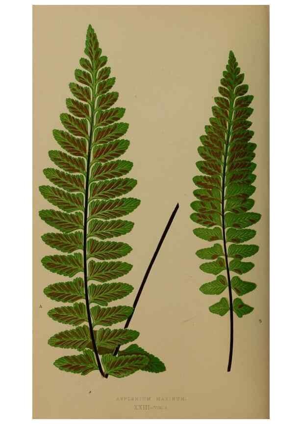 Reproducción/Reproduction 49626357008: Ferns: British and exotic.... London,Groombridge and Sons,1856-60.. 