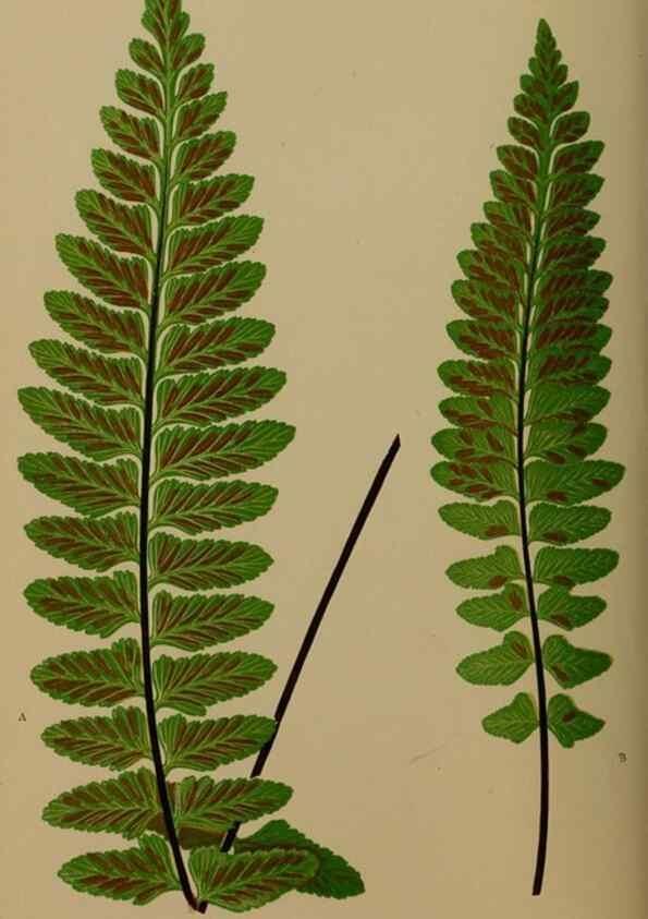 Reproducción/Reproduction 49626357008: Ferns: British and exotic.... London,Groombridge and Sons,1856-60.. 