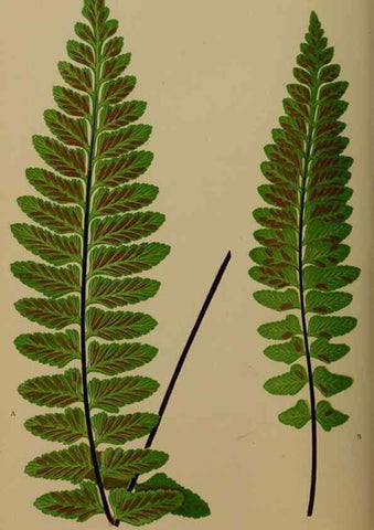 Reproducción/Reproduction 49626357008: Ferns: British and exotic.... London,Groombridge and Sons,1856-60.. 