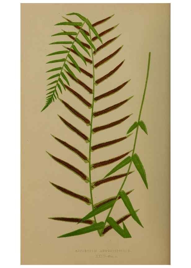 Reproducción/Reproduction 49626357328: Ferns: British and exotic.... London,Groombridge and Sons,1856-60.. 