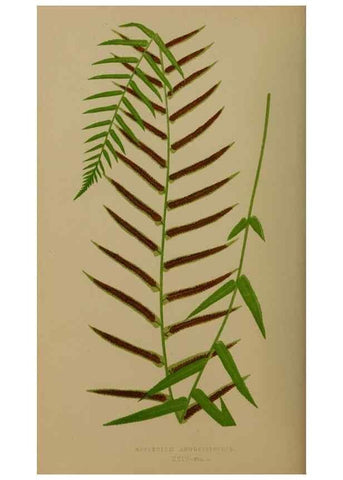 Reproducción/Reproduction 49626357328: Ferns: British and exotic.... London,Groombridge and Sons,1856-60.. 